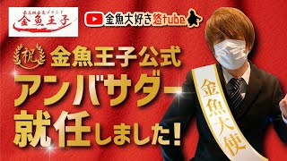 金魚王子公式アンバサダーに就任いたしました！　金魚大好き悠tube