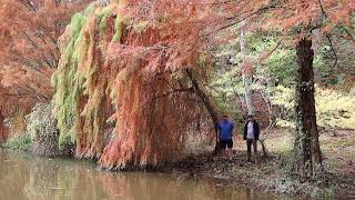 Top 5 Deciduous Conifers @ Cox Arboretum This Week