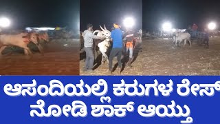 ಅಬ್ಬಬ್ಬಾ ಆಸಂದಿ ಹೋರಿ ರೇಸ್ ಹೇಗಿದೆ ನೋಡಿ! Hallikar Race | Asandi Bull Race | Bullock cart race