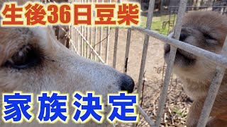 【生後３６日柴犬（豆柴）を先住犬の柴犬が了承！家族が増えます！】