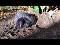 a dust bathing blue langshan chicken in portland oregon.