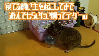 飼い主を起こしてまで遊んで欲しいデグーｗ【デグー成長日記】