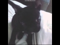 Lady Gaga and Bat Pig