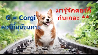 เรื่องน่ารู้เกี่ยวกับสุนัขพันธุ์คอร์กี้ สุนัขแคระ Corgi