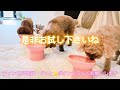 【トイプードル】長年の愛犬のご飯についての悩みが解消…【犬との暮らし】