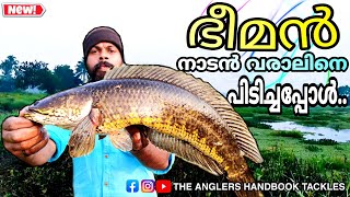 #kerala_fishing #snakehead_fishing ഇത്രയും വലിയ നാടൻ ബ്രാലിനെ കണ്ടിട്ടുണ്ടോ? കൂടെ ചേറാനും ....