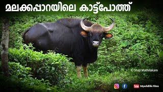 Gaur @ Malakkappara I Watch Full HD I Wildlife Film Maker Shaji Mathilakam I Mywildlife Films