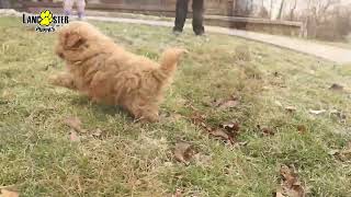 Fluffy Pomapoo Puppies