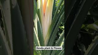 Kevda Plant \u0026 Flower / World’s most fragrant flower / #shorts / Rahul Medha