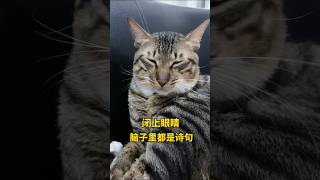 闭上眼睛脑子里都是诗句，有知识的人大概就是这样吧🤔🤨 #可爱猫咪 #cat #狸花猫 #pets #猫咪的迷惑行为 #貓咪 #可爱 #cute #funny