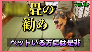 ペット専用？畳はこれが絶対いい！／Japanese　Tatami mats for pets