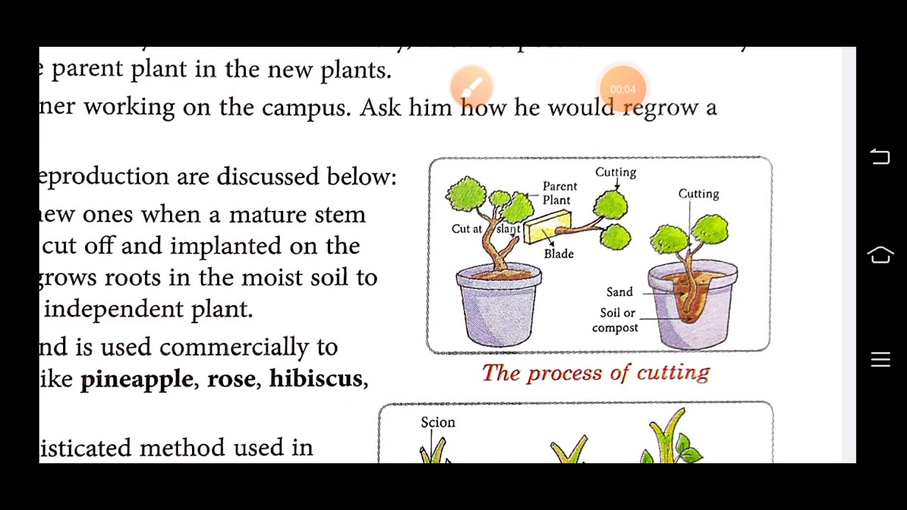 Class 7 Reproduction In Plants (part 3) - YouTube