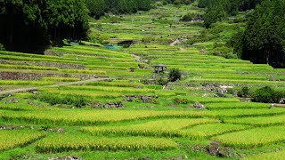 [4K]愛知・四谷の千枚田