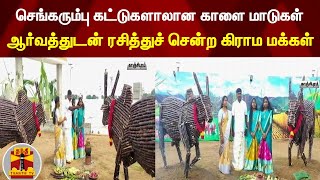 செங்கரும்பு கட்டுகளாலான காளை மாடுகள் ! | Pongal 2022 | #ThanthiTv