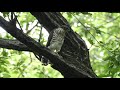 4k 野鳥：ツミ　幼鳥の食事／雑木林