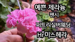 #예쁜제라늄  팬시제라늄 추천 퍼트리실버웨딩  순백의 예쁜꽃 #Hr미스헤라