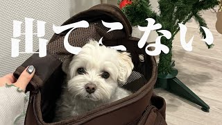 愛犬にクリスマスプレゼントをあげたら気に入りすぎてこうなりました…笑【マルプー×4世代クリパ】