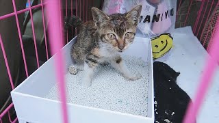 【田园】妹子捡到一只小奶猫，用顺风车给我们送过来