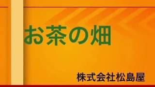 お茶 贈り物に最適【やぶきた】の茶畑 美味しいお茶は松島屋【曽於市末吉町】