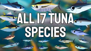 All 17 Tuna Species - A Comprehensive Coverage