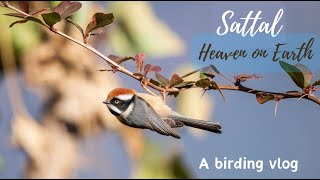 Birding in Sattal and Chanfi, Nainital, Uttarakhand.