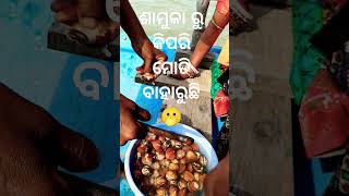 ଶାମୁକା ରୁ କିପରି ମୋତି ବାହାରୁଛି