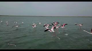 Озеро Караколь. Актау. Мангистау. Фламинго. Lake Karakol. Aktau. Flamingo