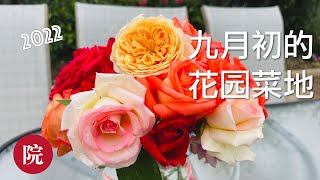 【彬彬有院】种• 975 九月初的小花园小菜园都还有些什么，佛手瓜终于有点规模了//2022