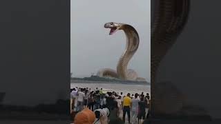 Biggest snake found in Indonesian sea/ biggest cobra