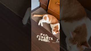 チャニ、どこから見てもやる気無し#猫と生きる#猫のいる暮らし#猫のいる生活#猫の日常#猫好き#猫#ねこ#ネコ#にゃんこ#ニャンコ