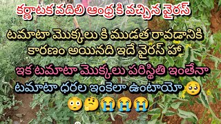 టమాటా వైరస్ ఇంతలా తగ్గుతుంది అనుకోలేదు but తగ్గింది కొంచెం కొంచం#vegetableprice #tomatorate#village