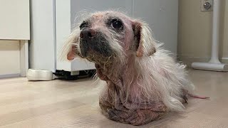 She Gradually Forgotten \u0026 Neglected at a Pet Store, Poor Dog Lives a Sad Life