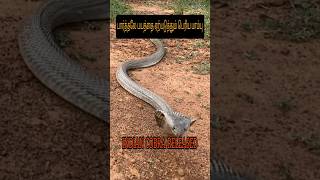 SNAKE VIDEO |  பார்த்தாலே பயம் வரும் | Seeing a snake is scary | SHORTS@mchcreations1597