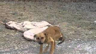 Help Animals Left Out in the Cold