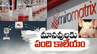 America Experiments on Transplantation of Pig Livers Into Humans | పంది కాలేయాన్నిఅమర్చే ప్రయోగాలు