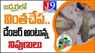 జడ్చర్ల పట్టణంలో వింత చేప