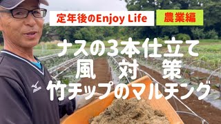 Enjoy Life after retirement 3 tailored eggplants Wind measures Bamboo chip mulching