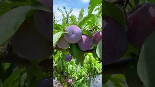 Natural Fresh Life ll Naturel Fresh Fruit 🍇🍊🍓🍉 #shortvideo #nature #fruit #fruitcuting #satisfying