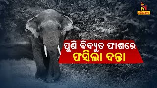 ବିଦ୍ୟୁତ୍ ଆଘାତରେ ଗଲା ଦନ୍ତା ହାତୀର ଜୀବନ | NandighoshaTV