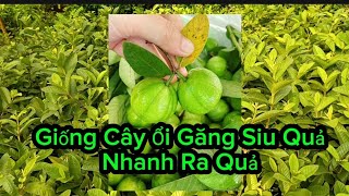 Cây Giống Ổi Găng  ổi Ăn Quả Ngon, Ngọt, Thơm Vừa Rẻ Vừa Đẹp