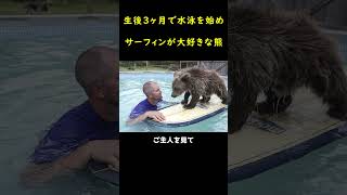 生後3ヶ月で水泳を始め、サーフボードを上手に扱える小熊！🐻