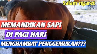 APAKAH MEMANDIKAN SAPI DI PAGI MENGHAMBAT PENGGEMUKAN ???