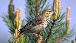 Pipit des arbres