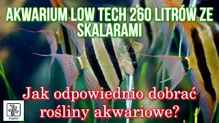 ROŚLINY AKWARIOWE DO AKWARIUM Low - Tech | Które Rośliny Sobie Poradzą?