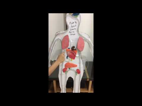 Working model of Circulatory System Working model of Circulatory System
