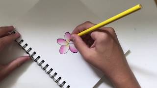 Plumeria Flower Drawing