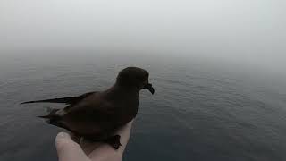 Releasing  Leach's storm petrel コシジロウミツバメ放鳥