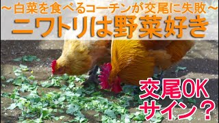 ニワトリは野菜好き～自家栽培の白菜を食べる名古屋コーチンが交尾に失敗～