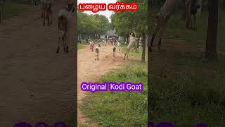 இது தான்யா கொடி ஆடு / Original Kodi Goat  / @tamilvivasayi