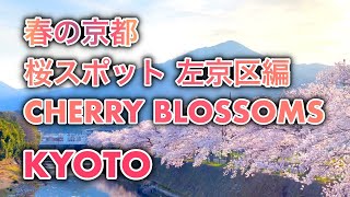 春の京都 桜スポット 左京区編 高野川 松ヶ崎 京都国際会館 松ヶ崎疎水 Cherry blossoms in Kyoto, 6 places recommended by local people